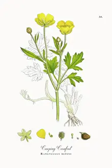 Beautifully Restored, Antique Engraved and Hand-Colored Victorian Botanical Illustration, 1863
