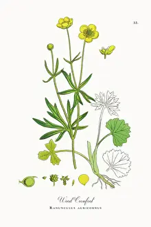 Botanical Illustration Prints: Beautifully Restored, Antique Engraved and Hand-Colored Victorian Botanical Illustration