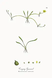 Botanical Illustration Prints: Beautifully Restored, Antique Engraved and Hand-Colored Victorian Botanical Illustration