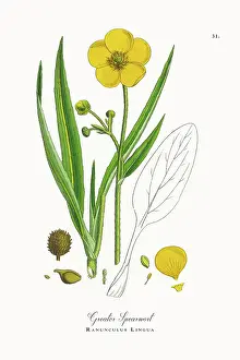 Botanical Illustration Prints: Beautifully Restored, Antique Engraved and Hand-Colored Victorian Botanical Illustration