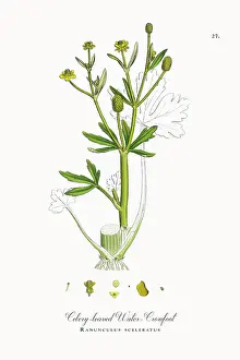 Botanical Illustration Prints: Beautifully Restored, Antique Engraved and Hand-Colored Victorian Botanical Illustration