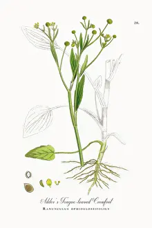 Botanical Illustration Prints: Beautifully Restored, Antique Engraved and Hand-Colored Victorian Botanical Illustration