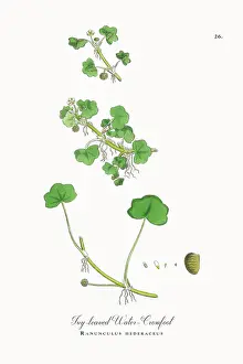 Botanical Illustration Prints: Beautifully Restored, Antique Engraved and Hand-Colored Victorian Botanical Illustration