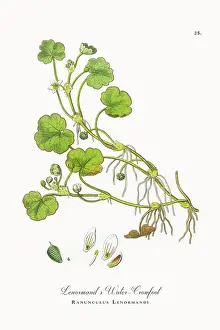 Botanical Illustration Prints: Beautifully Restored, Antique Engraved and Hand-Colored Victorian Botanical Illustration