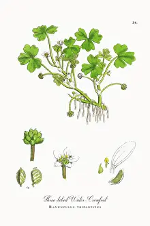 Botanical Illustration Prints: Beautifully Restored, Antique Engraved and Hand-Colored Victorian Botanical Illustration