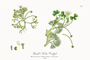 Botanical Illustration Prints: Beautifully Restored, Antique Engraved and Hand-Colored Victorian Botanical Illustration