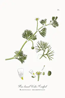 Botanical Illustration Prints: Beautifully Restored, Antique Engraved and Hand-Colored Victorian Botanical Illustration