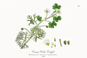 Botanical Illustration Prints: Beautifully Restored, Antique Engraved and Hand-Colored Victorian Botanical Illustration