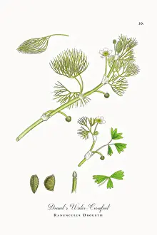 Botanical Illustration Prints: Beautifully Restored, Antique Engraved and Hand-Colored Victorian Botanical Illustration