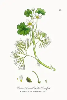Botanical Illustration Prints: Beautifully Restored, Antique Engraved and Hand-Colored Victorian Botanical Illustration