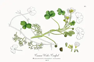 Botanical Illustration Prints: Beautifully Restored, Antique Engraved and Hand-Colored Victorian Botanical Illustration