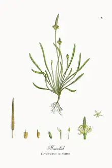 Botanical Illustration Prints: Beautifully Restored, Antique Engraved and Hand-Colored Victorian Botanical Illustration