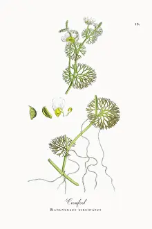 Botanical Illustration Prints: Beautifully Restored, Antique Engraved and Hand-Colored Victorian Botanical Illustration