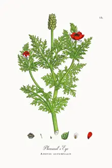 Botanical Illustration Prints: Beautifully Restored, Antique Engraved and Hand-Colored Victorian Botanical Illustration