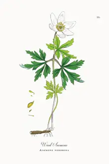 Beautifully Restored, Antique Engraved and Hand-Colored Victorian Botanical Illustration, 1863