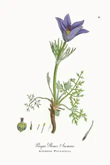 Beautifully Restored, Antique Engraved and Hand-Colored Victorian Botanical Illustration, 1863