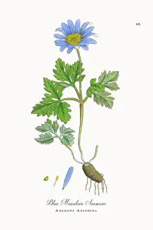 Botanical Illustration Prints: Beautifully Restored, Antique Engraved and Hand-Colored Victorian Botanical Illustration