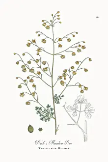 Botanical Illustration Prints: Beautifully Restored, Antique Engraved and Hand-Colored Victorian Botanical Illustration