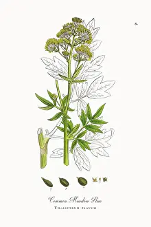 Botanical Illustration Prints: Beautifully Restored, Antique Engraved and Hand-Colored Victorian Botanical Illustration