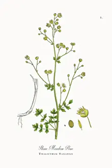 Botanical Illustration Prints: Beautifully Restored, Antique Engraved and Hand-Colored Victorian Botanical Illustration