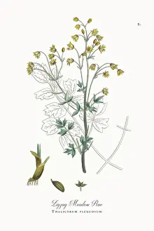 Botanical Illustration Prints: Beautifully Restored, Antique Engraved and Hand-Colored Victorian Botanical Illustration