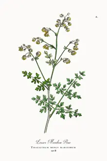 Botanical Illustration Prints: Beautifully Restored, Antique Engraved and Hand-Colored Victorian Botanical Illustration