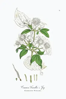 Botanical Illustration Prints: Beautifully Restored, Antique Engraved and Hand-Colored Victorian Botanical Illustration
