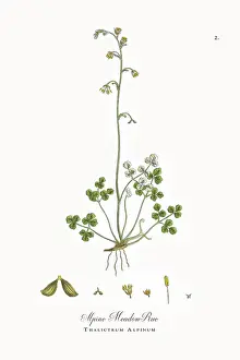 Botanical Illustration Prints: Beautifully Restored, Antique Engraved and Hand-Colored Victorian Botanical Illustration