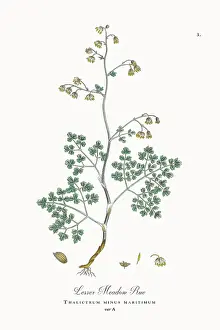 Botanical Illustration Prints: Beautifully Restored, Antique Engraved and Hand-Colored Victorian Botanical Illustration