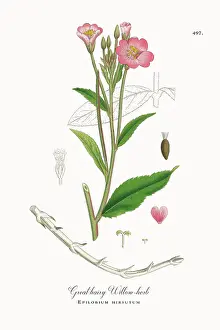Botanical Illustration Prints: Beautifully Restored, Antique Engraved and Hand-Colored Victorian Botanical Illustration