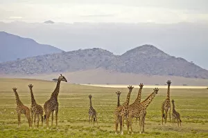 Images Dated 5th May 2011: beauty, clouds, color image, colour image, curious, day, giraffa camelopardalis, giraffe