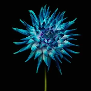 Images Dated 30th August 2014: Beauty In Nature, Black Background, Blue, Close-Up, Cut Out, Flower, Flower Head
