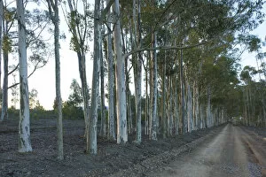 Images Dated 8th August 2011: beauty in nature, blue gum, color image, colour image, countryside, day, diminishing perspective