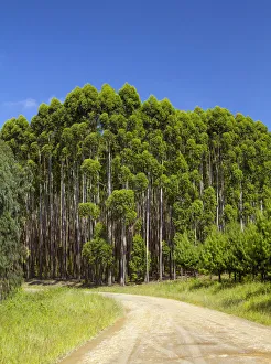 Images Dated 9th February 2013: beauty in nature, blue sky, color image, colour image, day, forest, howick, karkloof road