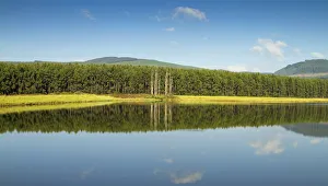 Images Dated 9th February 2013: beauty in nature, blue sky, color image, colour image, day, forest, horizontal, howick