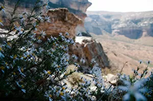 beauty in nature, botany, day, free state province, freshness, geology, golden gate