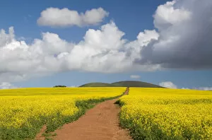Cloudscape Gallery: beauty in nature, canola, cloudscape, color image, day, diminishing perspective, dirt road