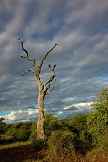 beauty in nature, cloud, day, forest, kruger national park, landscape, mpumalanga province