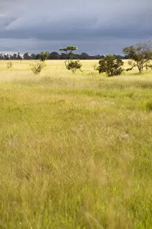 Grass Area Collection: beauty in nature, day, grass area, horizon over land, idyllic, lake chivero national park