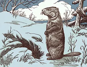 Beaver