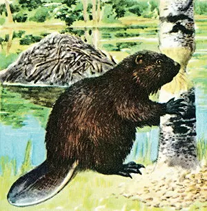 Images Dated 22nd August 2003: Beaver