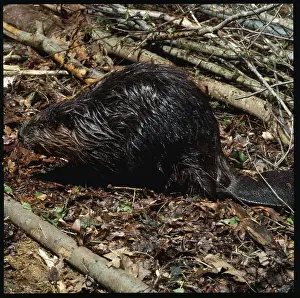 Beaver Prints: Beaver