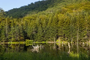 Images Dated 14th July 2013: Beaver pond on edge of Camels Hump State Park in Duxbury, Vermont, USA
