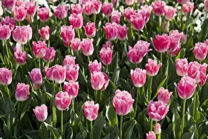 Images Dated 17th April 2011: Bed of pink Tulips -Tulipa-