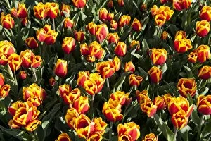 Images Dated 17th April 2011: Bed of yellow and red Tulips -Tulipa-