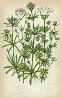 Images Dated 26th February 2016: Bedstraw, Galium, Goosegrass, Madder, Rubia, Woodruff, Victorian Botanical Illustration
