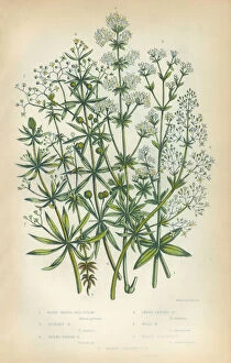 Bedstraw, Galium, Heath, Victorian Botanical Illustration