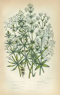 The Flowering Plants And Ferns Of Great Britain Prints: Bedstraw, Galium, Heath, Victorian Botanical Illustration