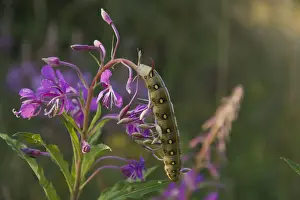 Evening Prints: Bedstraw Hawk-Moth (Hyles gallii) caterpillar on Fireweed (Epilobium angustifolium)