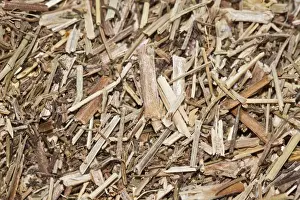Bedstraw tea, organic tea, also used as an acidifier to make cheese